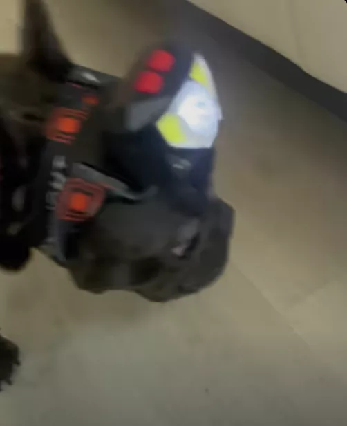 Frenchie lights up Social Media with cuteness overload !